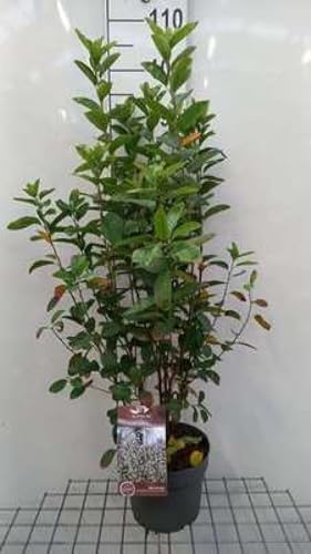 Amelanchier can. 'Rainbow Pillar' - Felsenbirne 50-60 cm Container