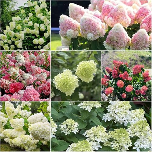 semillas de hortensia seto balcón aptas para las resistentes para el jardín perennes resistentes serie 200pcs semillas