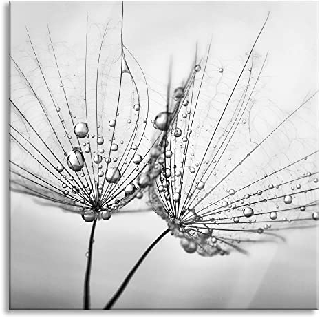 Pixxprint Glasbild, Wandbild auf Echtglas, Pusteblumen mit Tautropfen, 40x40 cm, inkl. Aufhängung und Abstandshalter