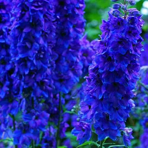 6 x Pacific Rittersporn 'Black Knight' - Delphinium 'Black Knight' Topf 9x9cm: Dunkelviolette Blüten, auffällige Höhe, perfekt für Schnittblumenarrangements.