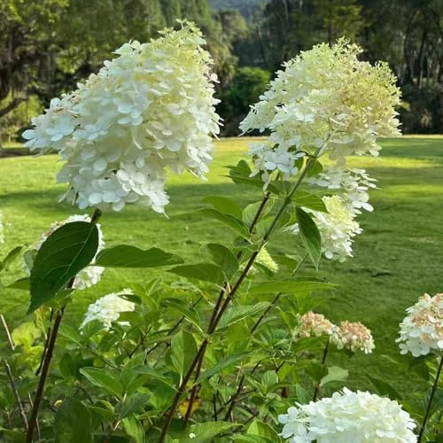 350 piezas semillas de hortensia panoja - semillas de silvestres hortensia, balcon resistentes para jardín, Las en