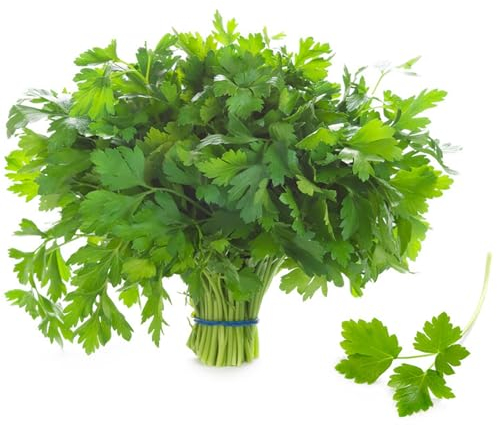 kiskick 1 Beutel Petersiliensamen, glatt, essbar, Direktanbau, natürliches Deodorant, Umbelliferae-Samen für den Anbau eigener Gemüsesamen auf dem Land Petersiliensamen