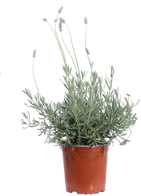 Pianta di Lavandula Dentata Candicans pianta di Lavanda Dentata pianta da esterno pianta da fiore pianta di Lavanda ornamentale pianta vera di Lavanda venduta da eGarden.store