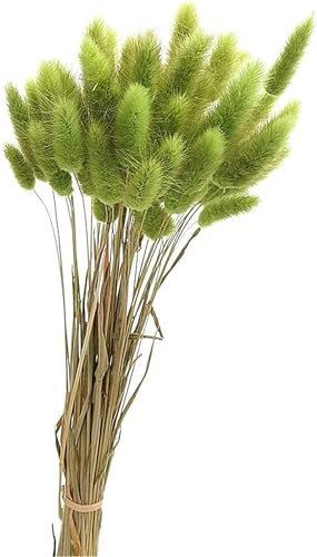 50PCS Pampasgras Trockenblumen, 45 cm Natürliche Lagurus Getrocknet Blumen Getrocknetes Schilfgras Getrocknetes Pampasgras für Hochzeit Hause Party Wedding Büro Fotografie Vase Deko (Grün)