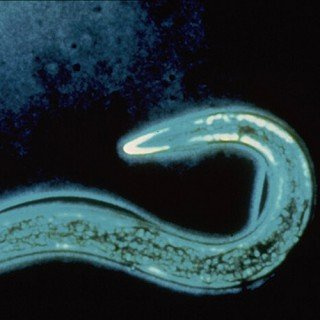 HB Nematoden - Nützling gegen den Dickmaulrüßler - ca. 12 Mio.