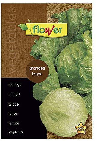 Semillas Lechuga Grandes Lagos