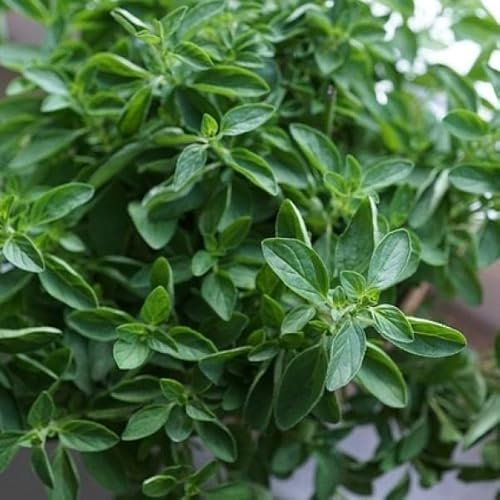 Semillas de Plantas de Orégano (Origanum Vulgare) Hierbas Aromáticas Fáciles de Cultivar