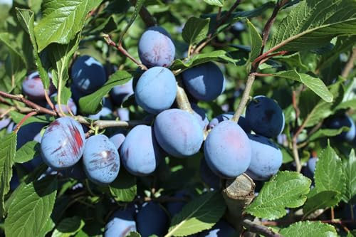 Haroma, Aromapflaume, kleinbleibender Pflaumenbaum, 120-140cm im 10L Topf