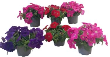 Kit de 6 Plantas de Petunia – Flores Naturales para Exteriores Luminosos