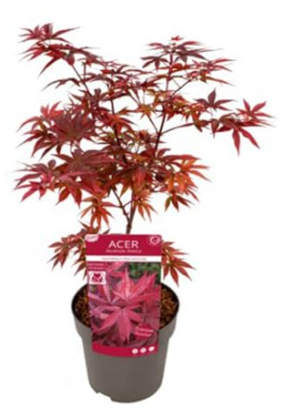 arce rojo japonés 1 planta en maceta – 1 árbol joven de Acer palmatum| fácil de cultivar sobre Terraza o Jardín | Follaje Rojo Otoñal para Exteriores y Interiores