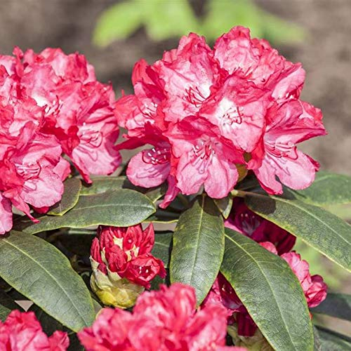 Rhododendron yakushimanum 'Astrid' 30–40 cm – Winterhart, Immergrün, Mehrjährig – Alpenrose – Zierstrauch für Garten & Kübel