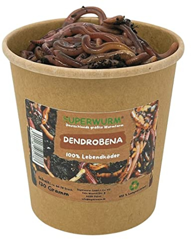 130g Dendrobena Größe M-XL | 100% kompostierbare Köderdose - hoch aktive Angelköder - Lebendköder - Dendrobena
