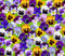 Horn-Veilchen Bambini Mix - Viola cornuta - 50 Samen
