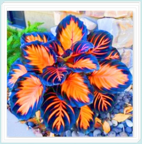 Hostas Plants Hosta Bulbs Bulk Garden Flowers Wedding Flowers-6Bulbs-d