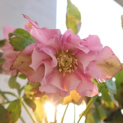 christrose christrosen - bodendecker winterhart mehrjährig christrosensamen, blumendeko für sonnige plätze wohnzimmer deko 125pcs