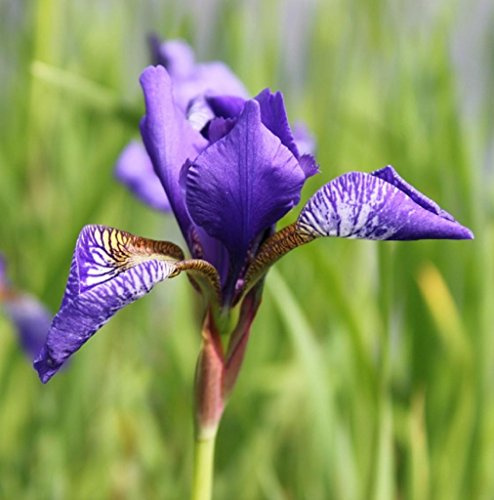 WASSERPFLANZEN WOLFF - Iris versicolor - Amerikanische Sumpfiris - Sumpfschwertlilie, blau - 4er-Set im Gratis-Pflanzkorb - QUALITÄTSSTAUDEN - durchwurzelt - winterhart