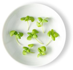 Micro Greens Italian Basil - 4 Count of 4 oz, Genovese Variety, Aromatic Fresh Flavor, Vibrant Green Leaves, Perfect for Italian and Mediterranean Dishes