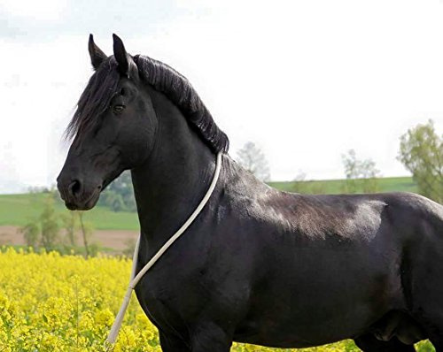 Halsring aus Baumwolle - Pferdering - Wanderreiten schwarz-grau-Natur - Gr. Pony