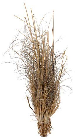 Lucky Reptile Grasbüschel (Terrarienpflanze)