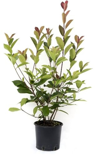 Fotinia Natural Arbusto Mediterráneo de Exterior para Espacios al Aire Libre de Mantenimiento Fácil