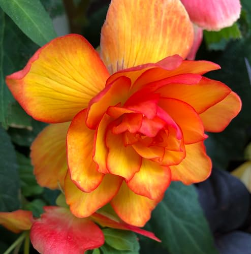 2 Bulbi di Begonia tuberoisa da balcone arancione | Begonia Picotee yellow | bulbi 5/6 | MY PLANTIS | bulbi estivi