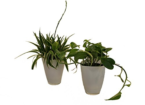 Dominik Blumen und Pflanzen, Rankpflanzen Set, grünlilie, Efeutute und Dekotopf, weiß