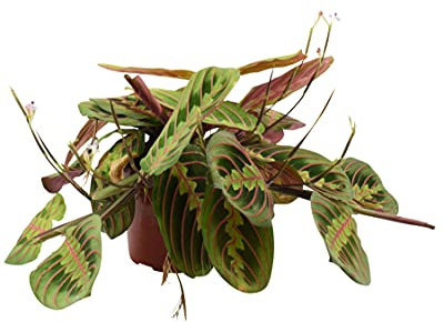 Houseplant Maranta Leuconeura in a 12cm Pot - Live Plants By Post. Easy Care, Popular Large Leaf Potted House Plant. Low Maintenance, Prayer Plant for Bathrooms, Living Rooms & Office Desks