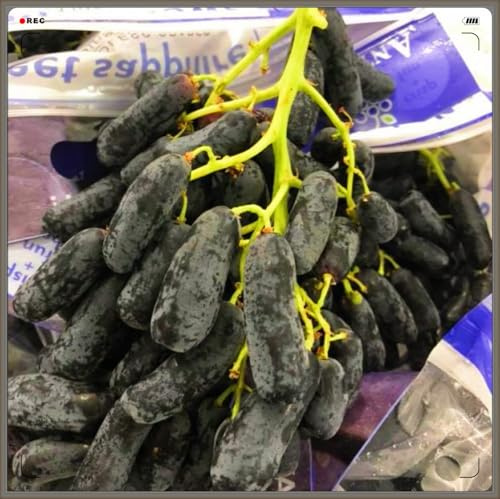 Winterhart Mehrjährig,Tafel-Trauben Weinreben Vitis Vinifera,Weintrauben Kernlos,Weintraube-4zwiebeln-g