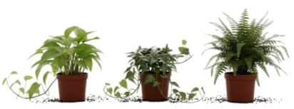 Pack DECOALIVE Plantas Colgantes Naturales: Poto, Hiedra y Helecho para Decorar con Frescura el Hogar