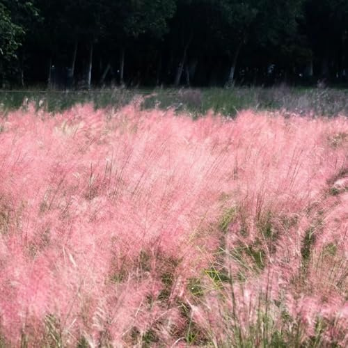 muhlenbergia capillaris - outdoor ziergräser topfpflanzen gartenpflanzen für draußen sträucher für den garten schattenpflanzen zimmerbonsai minigarten sichtschutz winterfeste 1000samen