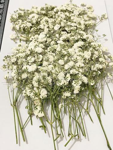 Natürliche Getrocknete Blumen, Natürliche Trockenblumen zum Basteln, Klein Baby’s Breath Blumen Echte Natur, Dried Flowers für Herstellung von DIY-Schmuck, Nagelkarten, Dekorationen (48 Stück)