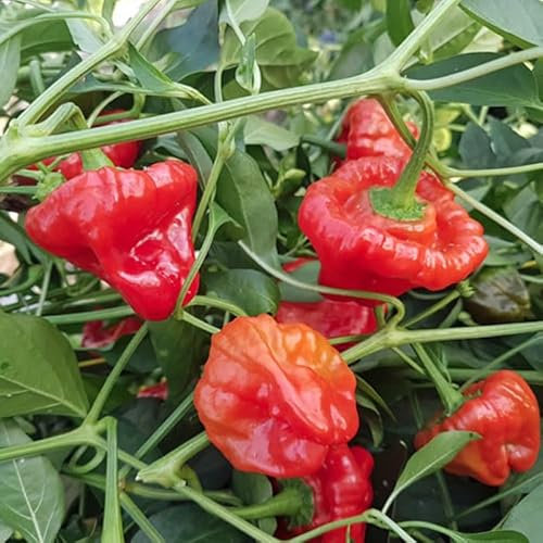 Scotch Bonnet Red Chili Pepper Seeds - Spicy Chili Plant Open Pollinated Guaranteed Seed Variety