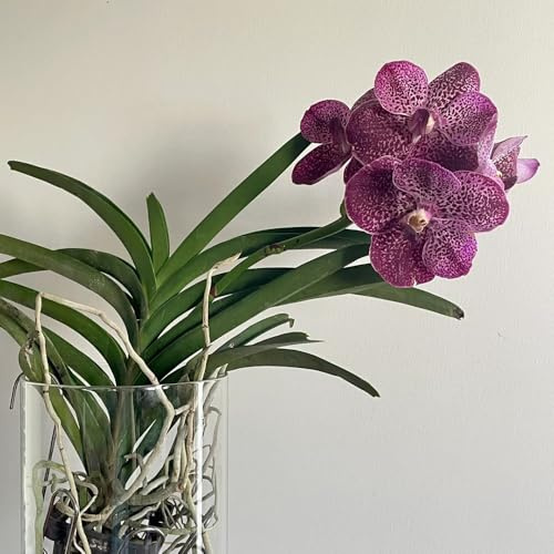 Semi di orchidea Vanda - esotici da giardino rare perenni appartamento recisi 20pcs