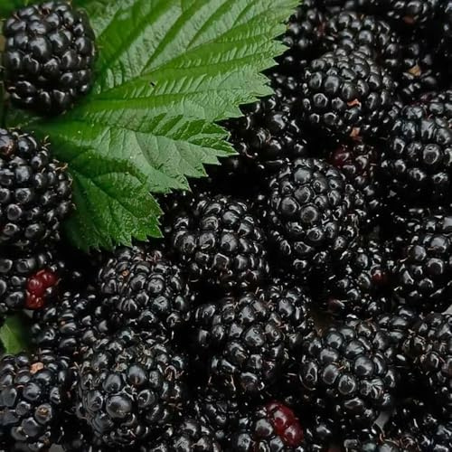 moras - setos, arbustos, decoración de sala de estar zarzamora Compra orgánicos espaldera arbustos rápido crecimiento jardín 100semillas