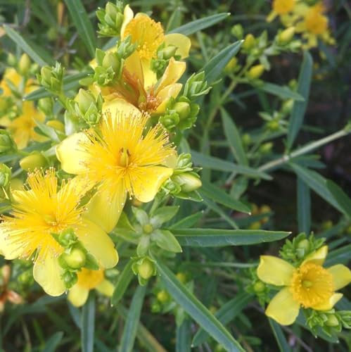 Kanadisches Johanniskraut Hypericum kalmianum 'Gemo' 30-40 cm gelb winterhart Freilandaufzucht
