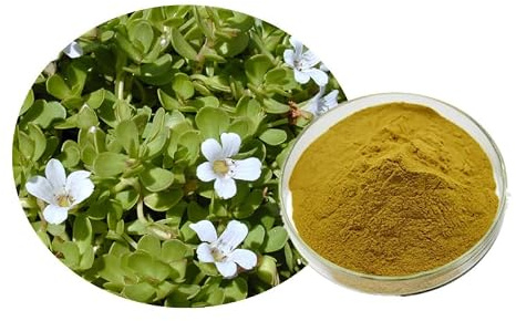 Bacopa Monnieri Content 20% Extract Powder Solid Freeze-Dried Fast Water-Soluble Beverage Health Food Grade Herbal Raw Material Spot Pseudo Portulaca Oleracea Saponin
