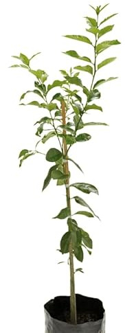Citrus Aurantiifolia Natural Árbol de la Lima que Debes Tener en tu Huerto