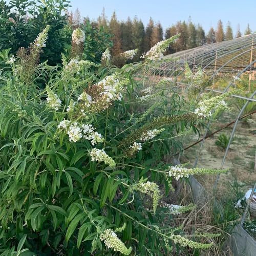 Buddleja davidii - tagliato letto elevato giardino semi perenni resistenti decorazione 85pcs