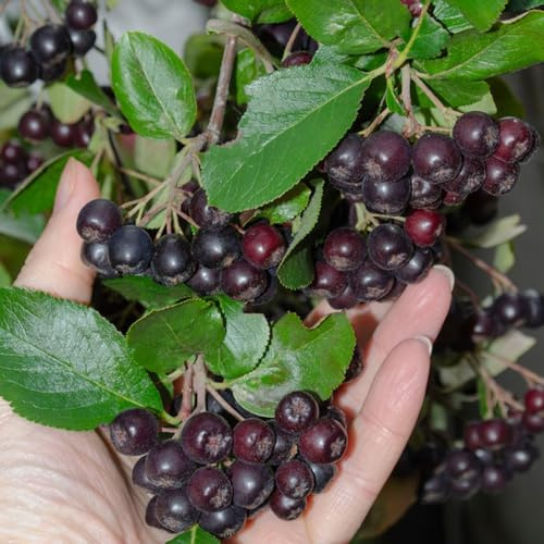 Semi di Aronia Melanocarpa, da giardino roccioso fresca giardino Aronia nera, semi da serre balcone nani resistenti 65pcs
