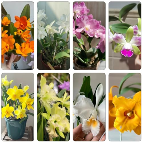 Cattleya giardino bonsái primavera reverdecimiento tetti semi ufficio tagliati semi selvaggio selvaggio, autunno orchidee 50pcs