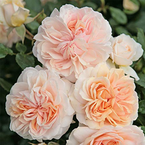Heirloom Floribunda Roses, Live Own Root Plant for Outdoor Garden, Veranda® Cream, Moderately Fragrant, Hardiness Zones: 5-9, Repeat Blooming