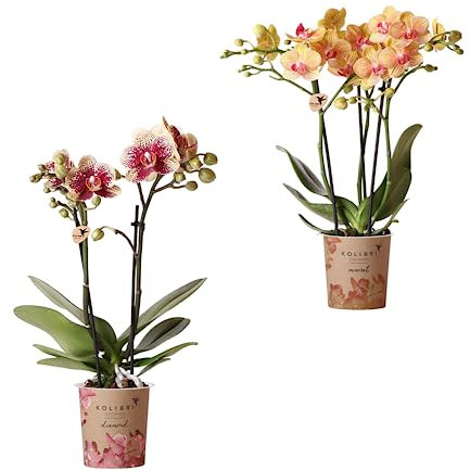 Duo de Orquídeas Alevilla Plantas de Interior Naturales Faciles de Mantener para Principiantes