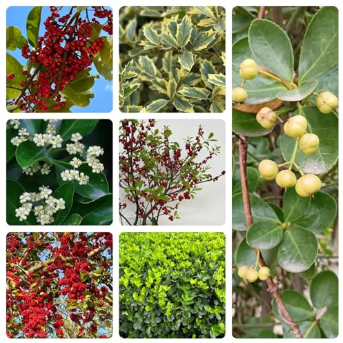 semi di agrifoglio, appartamento esotiche da giardino roccioso resistenti all'esterno, adatte al pieno sole rialzata vecchie varietà giardino 500pcs