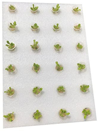 Yardwe Plateau De Plantation Flottant Éponge sans Terre 40 Mm pour Culture Hydroponique en Serrage avec 24 Paniers Cylindriques Et 24 Rondelles en Coton Naturel