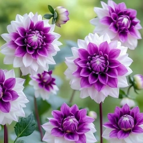 Dalias Rizomas.Hojas altas y grandes. ideal para embellecer el paisaje. Tolera el frío.（NVNJHJN）.-6 Rizomas-F