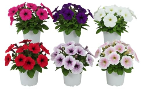 Seis Petunias Naturales en Maceta Pack Flores de Temporada – DECOALIVE