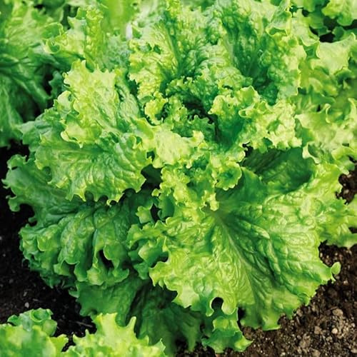 TomorrowSeeds - Waldmann's Green Leaf Lettuce Seeds - 2000+ Count - for 2026 Planting Waldman's Lactuce Sativa Garden Vegetable Salad Spinach Romaine Bibb Cos Plant Non-GMO Grow Your Own Home Farm