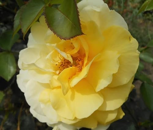 'Chris' Potted Rose - Fragrant Yellow Blooms - Climbing Rose - 4 Litre Pot