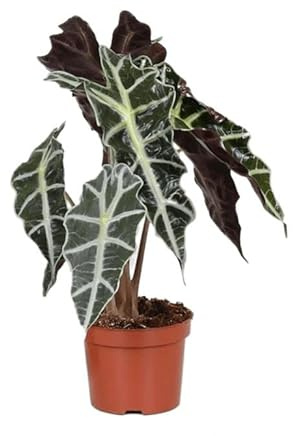 Alocasia Natural - Oreja de Elefante - Planta de Interior de Apariencia Exótica