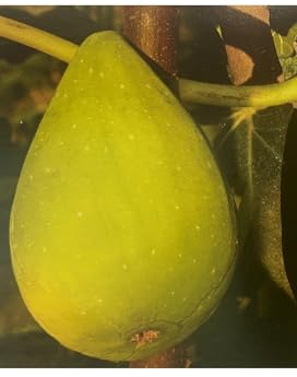 Pianta di Fico Melanzana Bianca in Vaso da 20 cm
